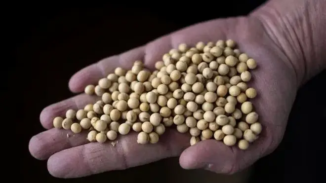 Trung Quốc khôi phục nhập khẩu đậu tương Mỹ